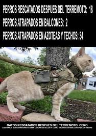 Jun 18, 2021 · los mejores memes del fin de la mascarilla en españa parece que fue ayer cuando empezaba toda esta locura. Y Ya En Plan De Animus Dia Internacional Del Gato Facebook