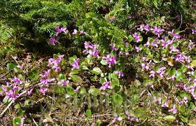Image result for Polygala