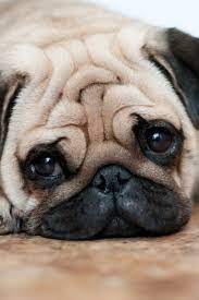 Pin On Pug