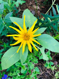 Image result for Pseudobersama