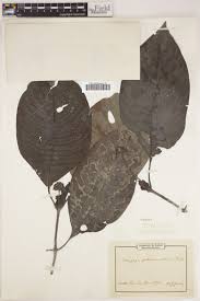 Image result for Psychotria peduncularis