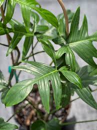 Image result for Filodendron Philodendron