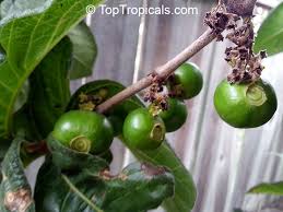 Image result for Vangueria esculenta