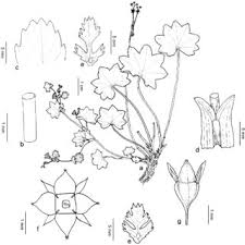 Image result for Alchemilla microbetula