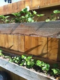 A simple glazed terracotta pot. Strawberry Plants In A Box Hanging From Your Fence Save Your Back And No More Slugs Strawberry Plants Garden Yard Ideas Hanging Planter Boxes