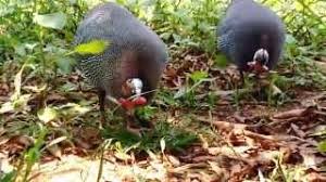 Image result for à°à°¿à°¨à±à°¨à± à°à±à°³à±à°³à±