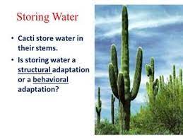 This plant's leaves, roots, and stems have the science behind how a cactus can thrive in the desert while other plants can't is easy to understand. Plant Adaptations Structural Or Behavioral Ppt Quiz Plant Adaptations Plants Adaptations