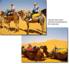 With skymiles, you do more than travel. The Camel Dromedary One Hump And Bactrian Two Humps Desertusa