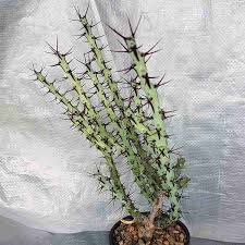 Image result for Euphorbia schinzii