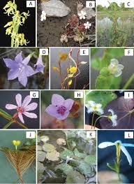 Image result for Hypolytrum goetghebeur