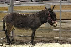 Donkey Vs Mule Difference And Comparison Diffen Horses Donkey Donkey Mules