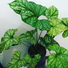 Amazing Unusual Plants To Grow In Your Garden Unusual Plants House Plants Unique Plants