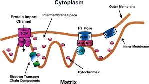 In addition to producing energy, mitochondria store calcium for cell signaling activities, generate heat, and a mutant that lacks mitochondria will show lack of energy and wont be able to function properly. Mitochondria Cell