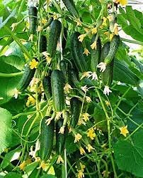 Robot Check Cucumber Seeds Cucumber Vegetable Fruit Seeds