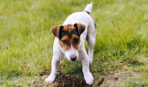 Note that these are just common problems in both breeds. Jack Russell Terrier Breed Information