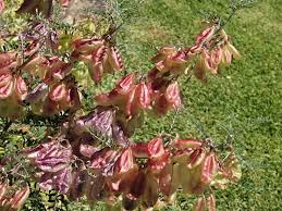 Image result for Lessertia pauciflora