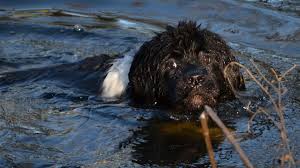 (f) means that a noun is feminine. Free Images Water Wildlife Swimming Vertebrate Newfoundland Beaver Sea Otter Landseer Dog Like Mammal 2560x1440 1051511 Free Stock Photos Pxhere