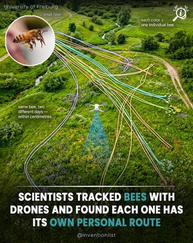 Researchers equipped drones with tracking technology and followed individual bees in the wild, discovering that every single bee flies its own unique and remarkably consistent personal route. 🐝🛸 A team at ScienceDaily