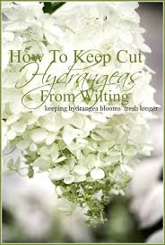 Maybe you would like to learn more about one of these? How To Keep Cut Hydrangeas From Wilting Stonegable