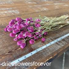 Image result for Gomphrena