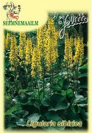 Image result for Ligularia sibirica