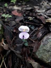 Image result for Disperis katangensis