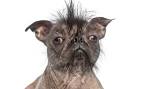» Top 15 Ugliest Dog Breeds in the World - FoxSumo
