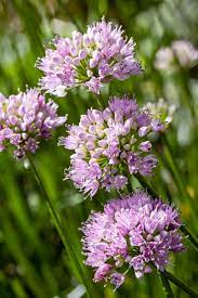 Allium Summer Beauty Worfield Plants
