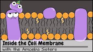 Proteins translated within the rough endoplasmic reticulum are transferred to the golgi. Inside The Cell Membrane Youtube