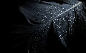 Find & download free graphic resources for black background. Wet Water Drops Black Background Wallpapers Hd Desktop And Mobile Backgrounds