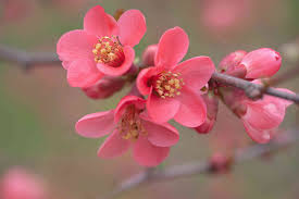 Image result for Chaenomeles japonica