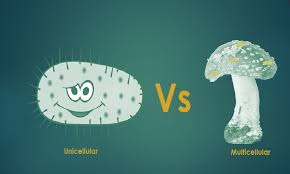 Difference Between Unicellular And Multicellular Organisms Cell Division Organelles Organ System