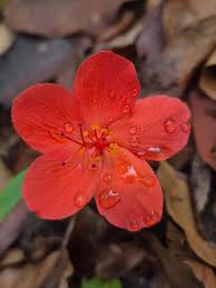 Image result for Strophanthus nicholsonii