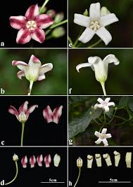 Image result for Cynanchum obtusifolium