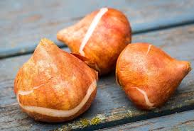 Tulipe Faut Il Deterrer Les Bulbes Ou Les Laisser En Place Bulbes Bulbe De Tulipe Et Tulipe