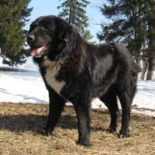 • canisa de predeal ofera exemplare de ciobanesc romanesc corb de diferite varste: Rasa De Caine Ciobanesc Romanesc Corb Dog Breeds Rare Dog Breeds Large Dog Breeds