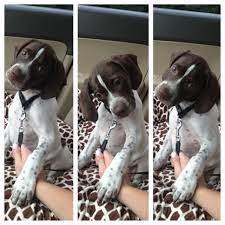 8 Week Old English Pointer Charlie English Pointer Puppy Pointer Puppies Pointer Dog