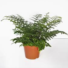 Image result for sleziník Asplenium