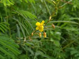 Image result for Chamaecrista mimosoides