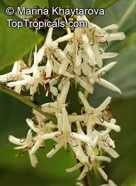 Image result for Coffea ligustroides