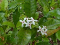 Image result for Ixora kalehensis