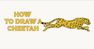 Cheetahs are the world's fastest land animal, having been clocked. How To Draw A Cheetah In A Few Easy Steps Easy Drawing Guides