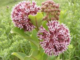 Asclepias Syriaca Common Milkweed Flower Seeds Asclepias Milkweed Plant
