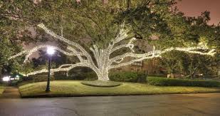 Live Oak Wrapped In White Christmas Lights In River Oaks Houston Tx Outdoor Tree Lighting Live Oak Trees Outdoor Christmas Lights