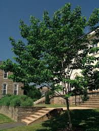 Image result for Alangium chinense