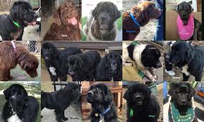 Find dogs and puppies for adoption at michigan humane. Commercial Mills Cost Newfs Their Lives 29 Saved 15 To Go Help My Brown Newfies