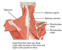 The primary back muscles are the: Intrinsic Back Muscles Anatomy Of The Torso Medical Library
