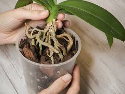 Ozon ist gesundheitsschädlich, sobald es in die raumluft gelangt. Orchideen Wie Giftig Sind Sie Wirklich