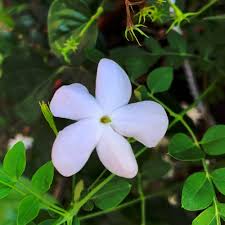 Image result for Jasminum grandiflorum