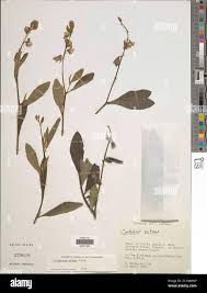 Image result for Crotalaria cleomifolia